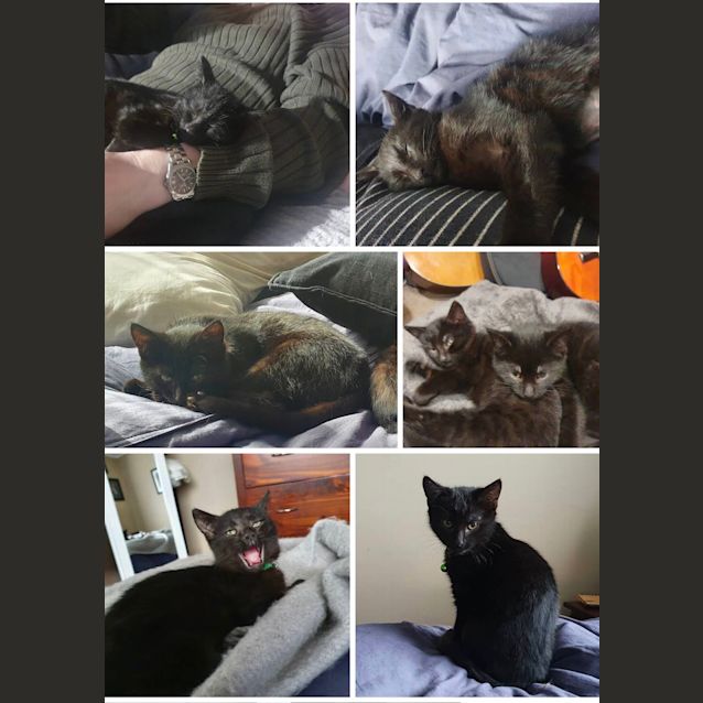 Photo of Maple Aka Missy