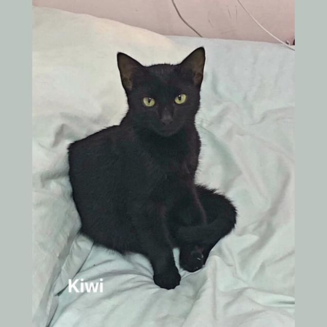 Photo of Kiwi