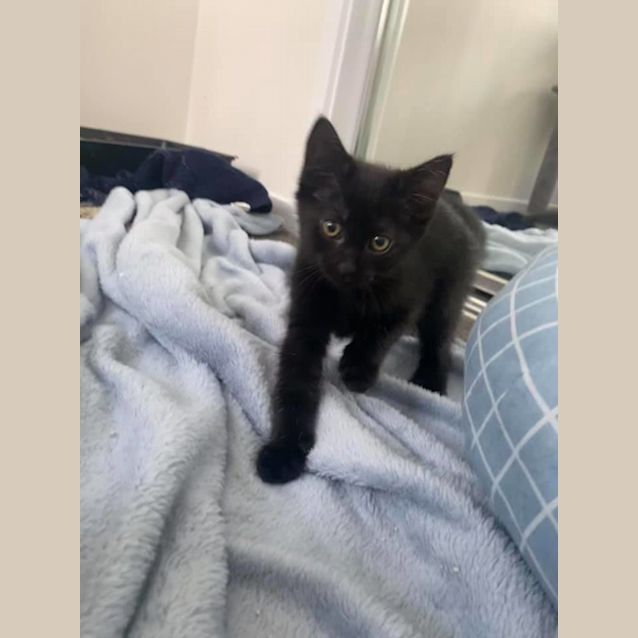 Photo of Silvy