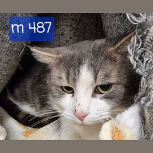 Photo of Murray