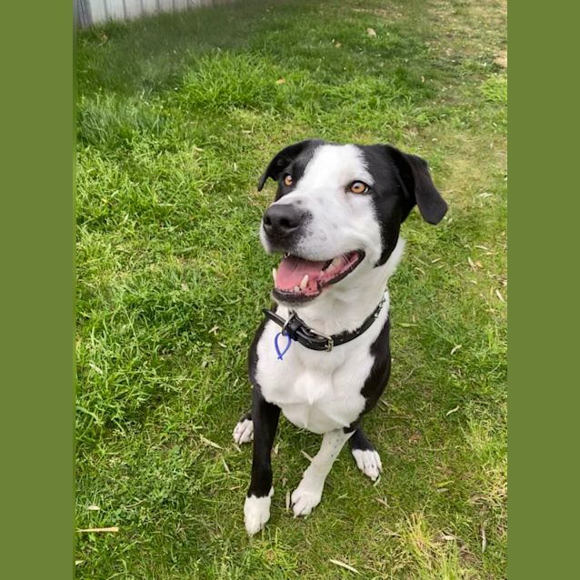 Photo of Magnum ~ 3.5yr Old Border Collie X(on Trial 26/9/21