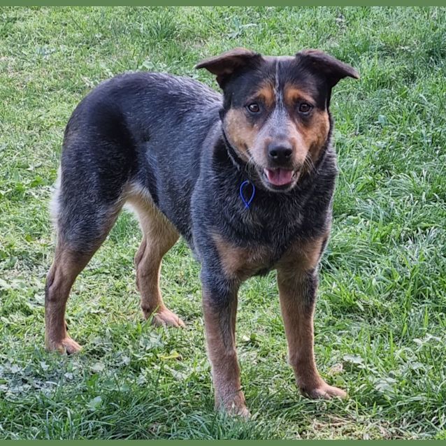 Photo of Molly ~ 2yo Blue Cattle Dog (On Trial 31/10/21)
