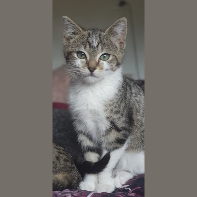 Photo of Lizzy, Lilly And Lionel   10 Week Old Kittens