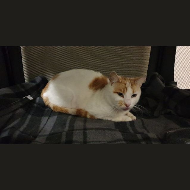 Photo of Gingerbread