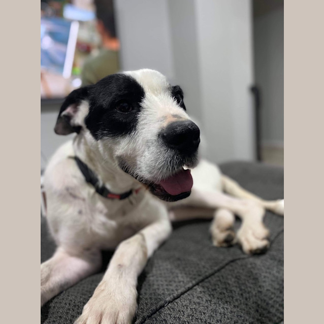 Photo of Patches