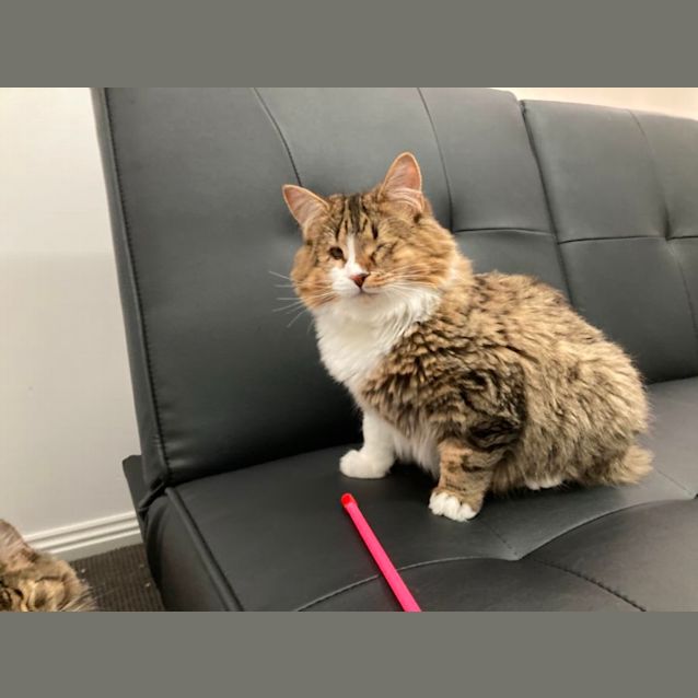 Photo of Megan Meowkle 