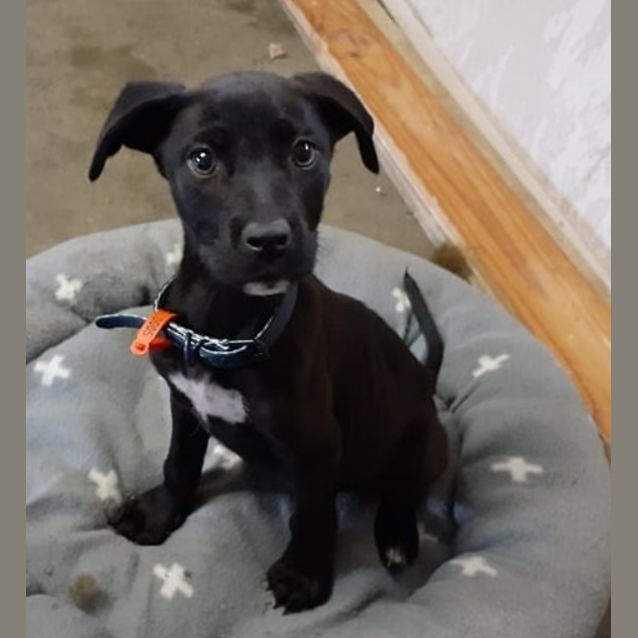 Photo of Rex