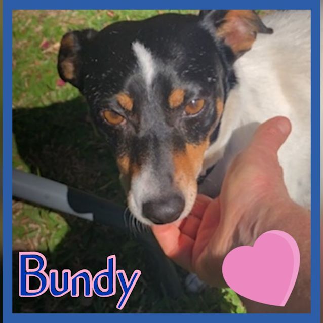 Photo of Bundy 💙