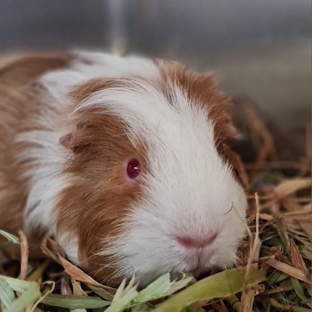 Photo of Fergus (Bonded With Filbert)