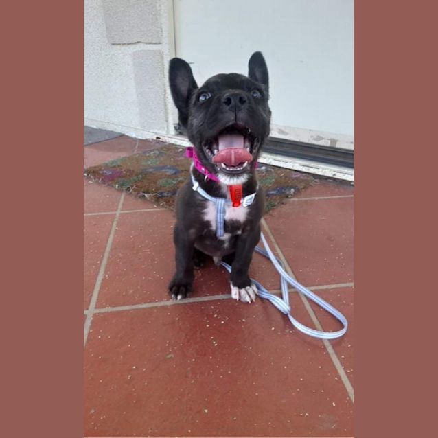 Photo of Gizmo