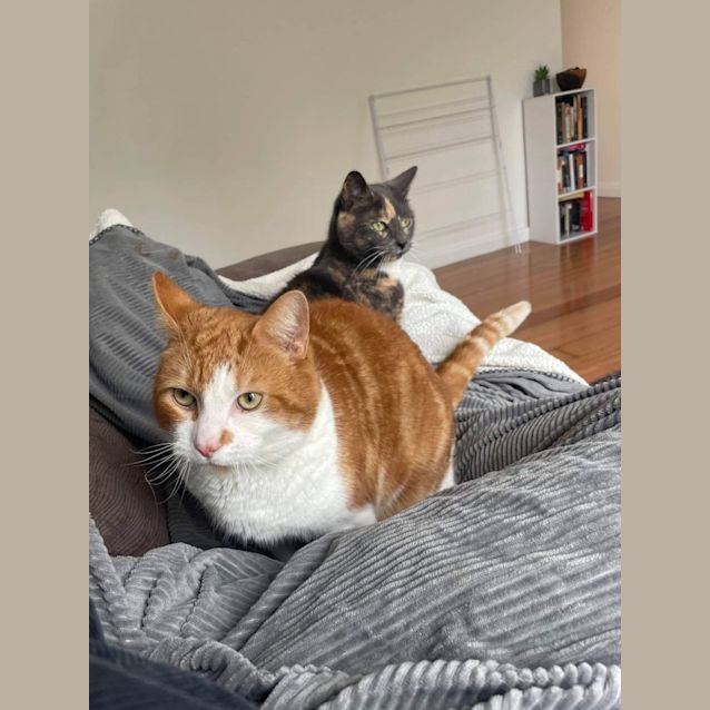 Photo of Buddy And Lightning