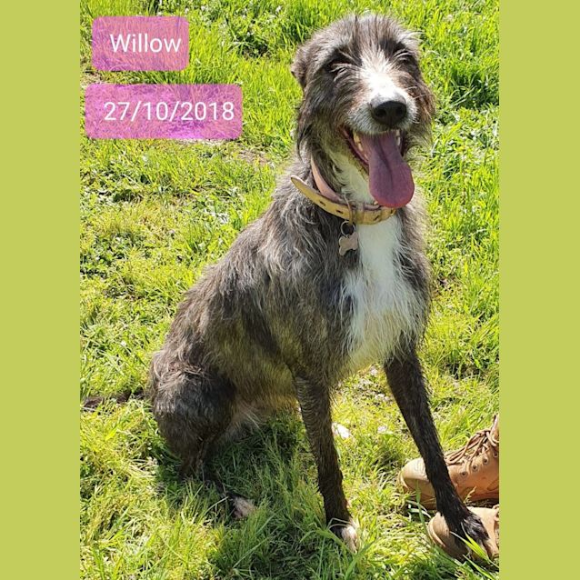 Photo of Willow