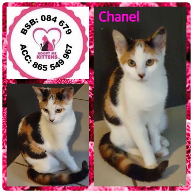 Photo of Chanel