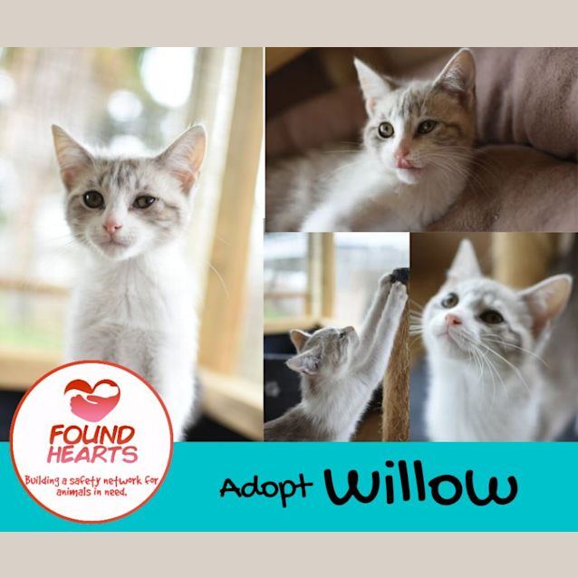 Photo of Willow 