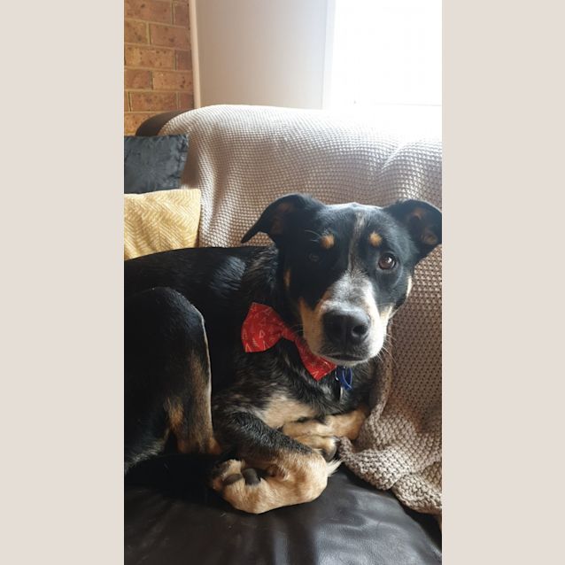 Photo of Skipper