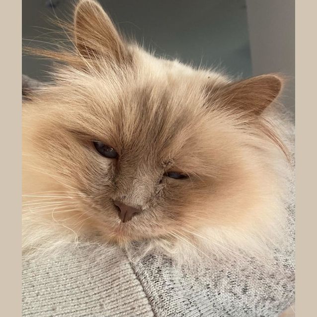 Photo of Oscar