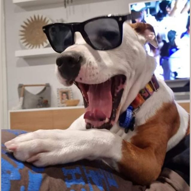 Photo of Roxy   5 Year Old Staffy (On Trial)