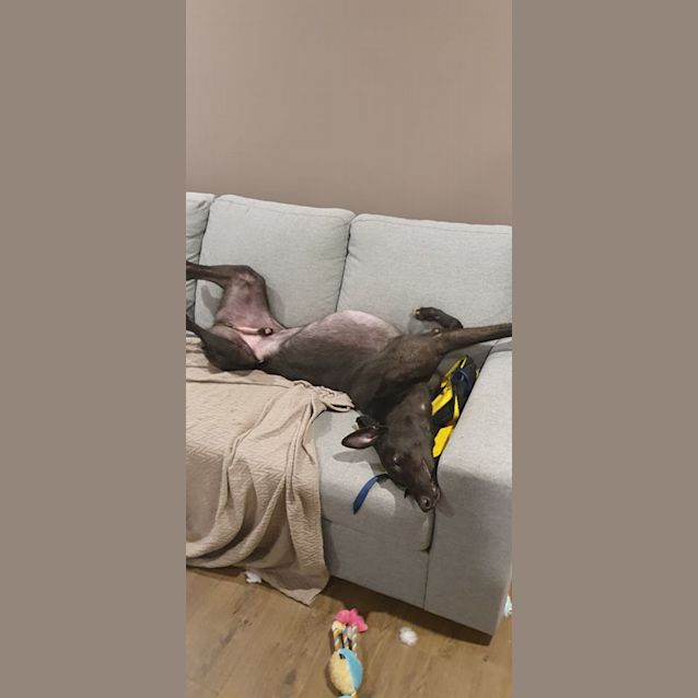 Photo of Jasper 