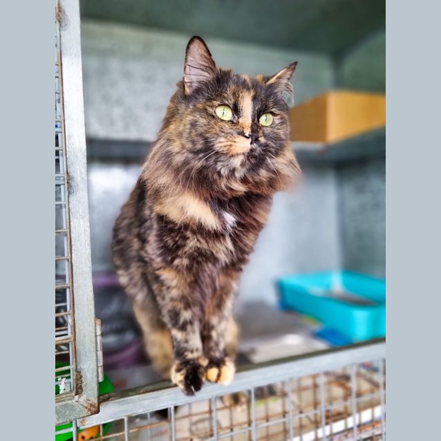 Photo of Smudge