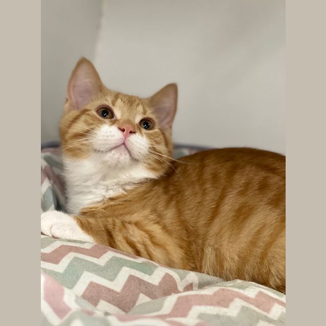 Photo of Mango