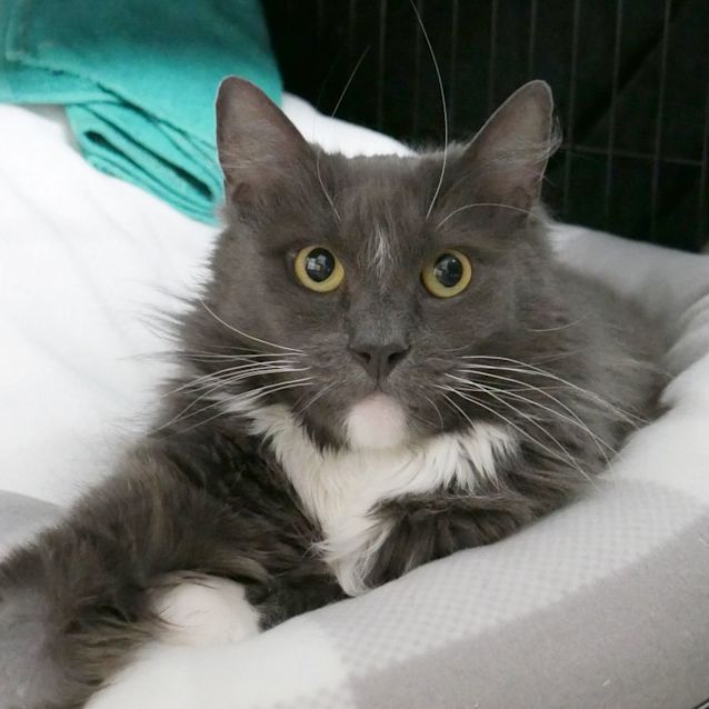 Photo of Toby Sua008877