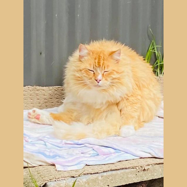 Photo of Mr. Hiss N Spit