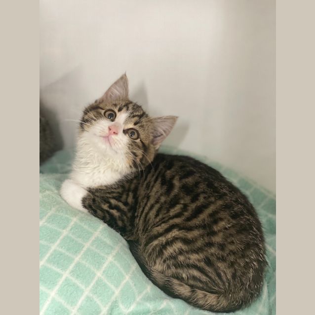 Photo of Cookie