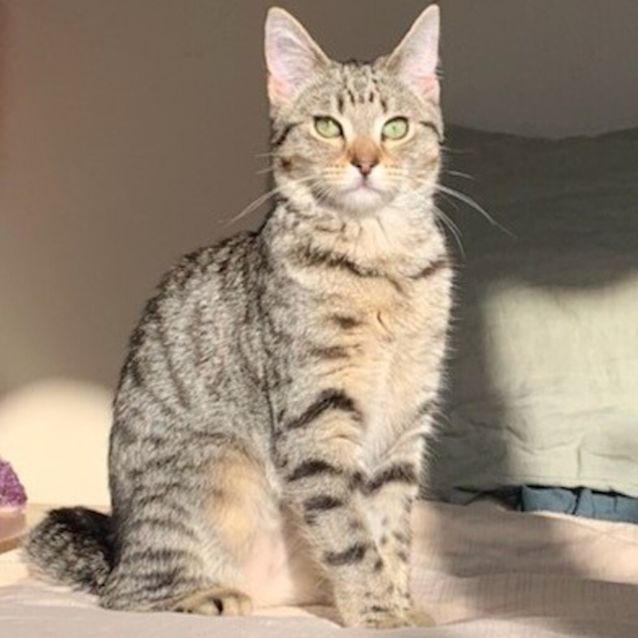 Photo of Tiger Spice 