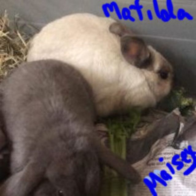 Photo of Matilda And Maisie