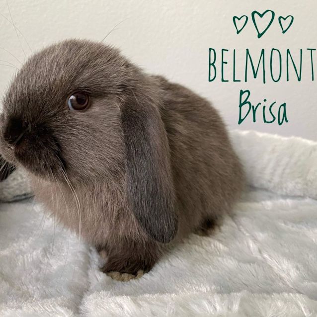 Photo of Belmont Brisa