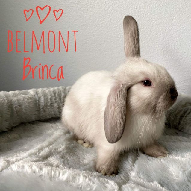 Photo of Belmont Brinca