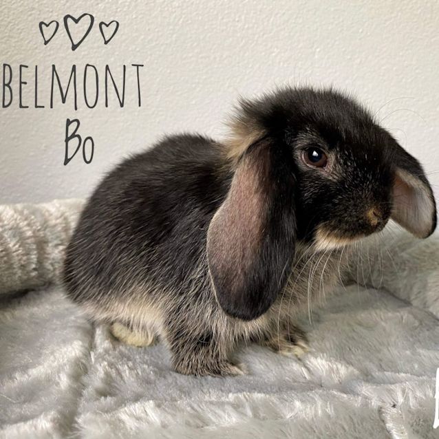 Photo of Belmont Bo