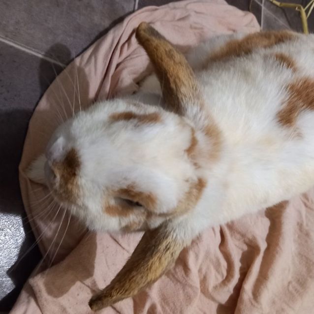 Photo of Cardiff Chester