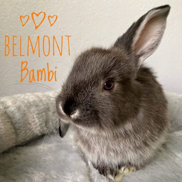Photo of Belmont Bambi