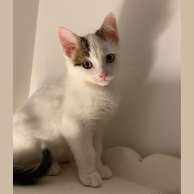 Photo of Spot