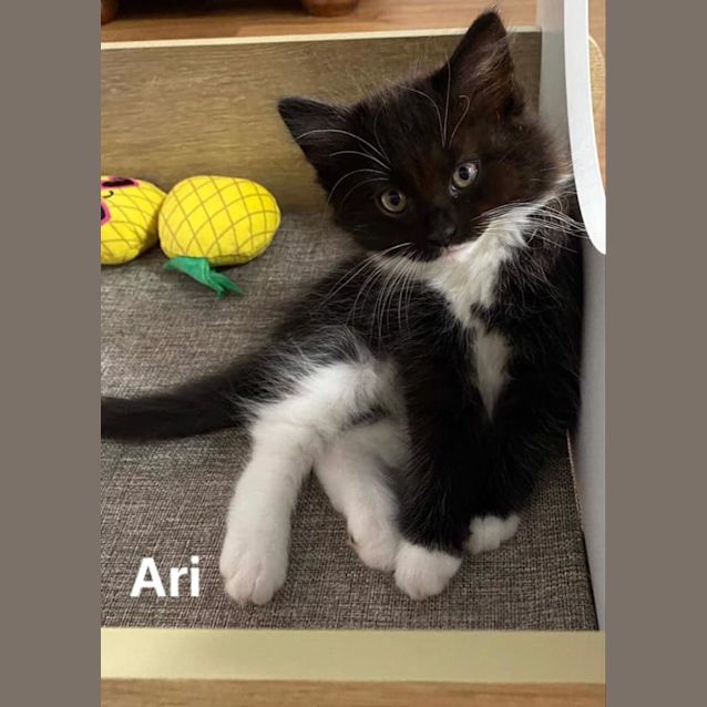 Photo of Ari
