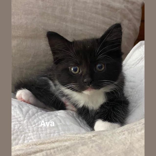 Photo of Ava