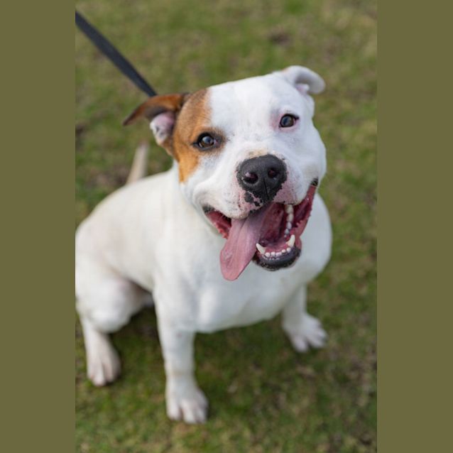 Photo of Junger Dl2706