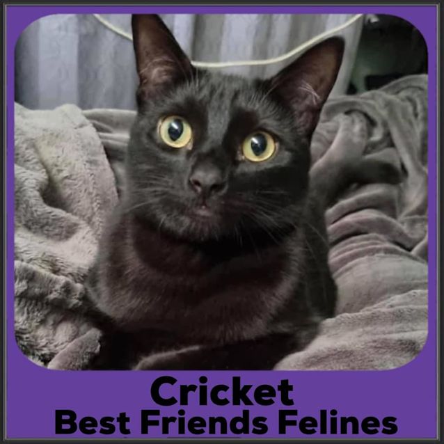Photo of Cricket 