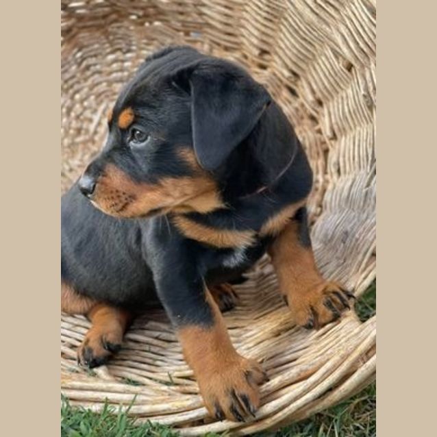 Photo of Nova