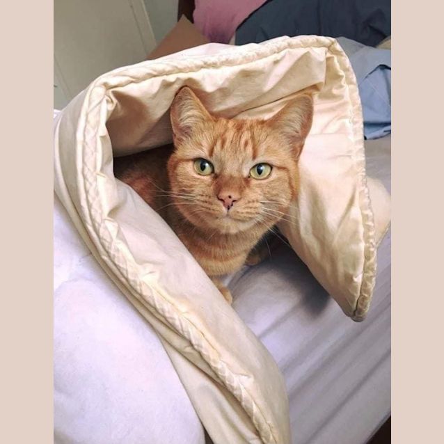 Photo of Nala Ginger