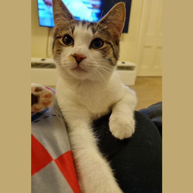 Photo of Cc (Cookies & Cream)