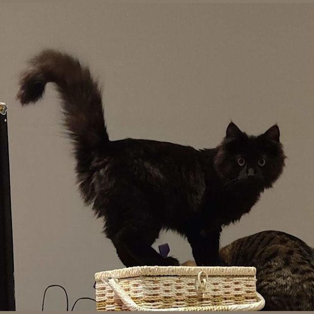 Photo of Leopold