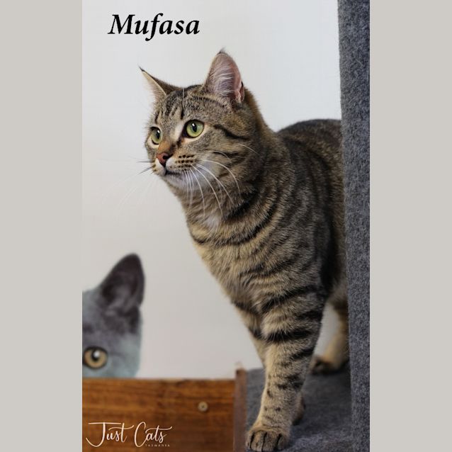 Photo of Mufasa