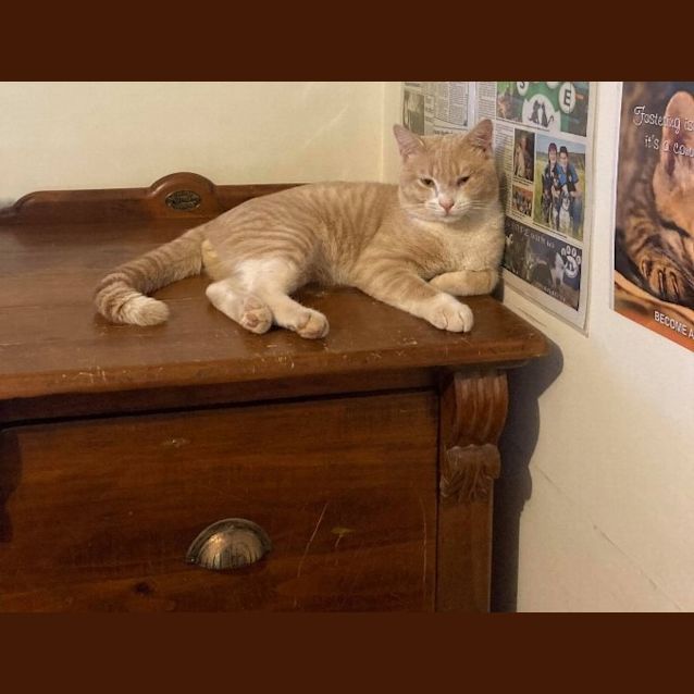Photo of Tango