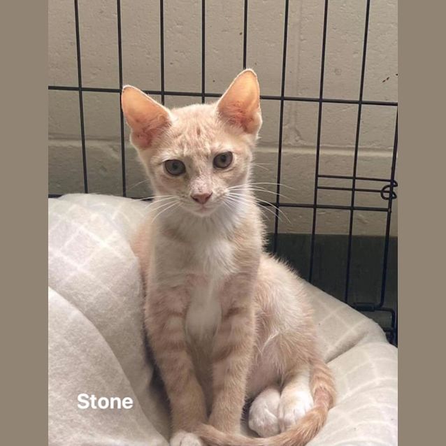 Photo of Stone