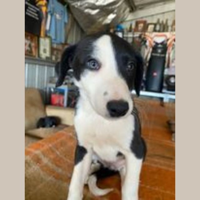 Photo of Willow