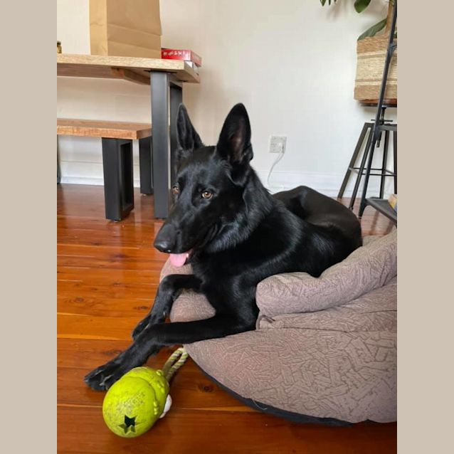 Photo of Luna ~ 2yr Old Gsd (On Trial 26/9/21)