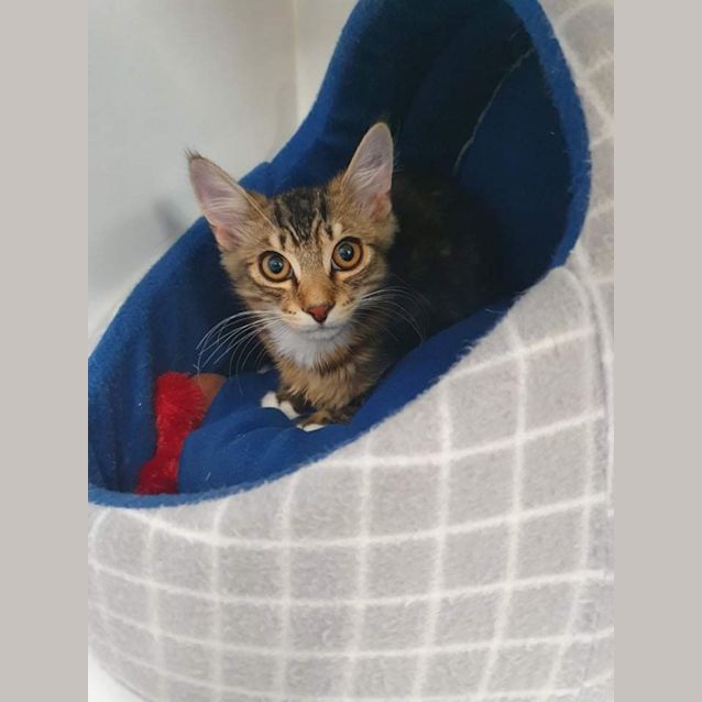Photo of Scooter