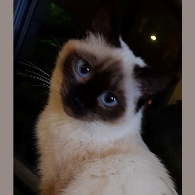 Photo of Kui